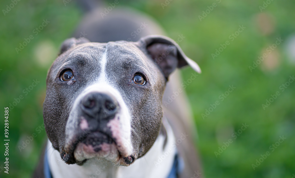 Pitbull is watching you hold a treat in a closeup portrait Pitbull is watching you hold a treat in a closeup portrait
