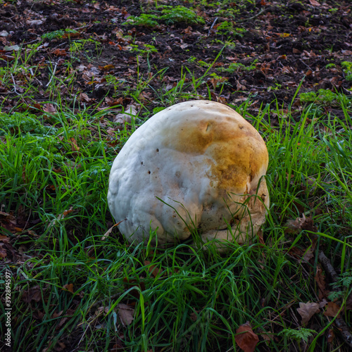 Close up of Giant puffball fungus (Calvatia gigantea or Langermannia gigantea)
 photo