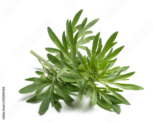Artemisia absinthium photo