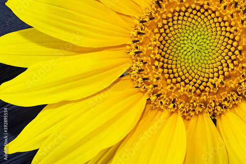 Yellow sunflower close up. Sunflower