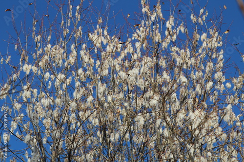 in November, willow is decorated with catkins that sparkle in the sun like precious stones photo