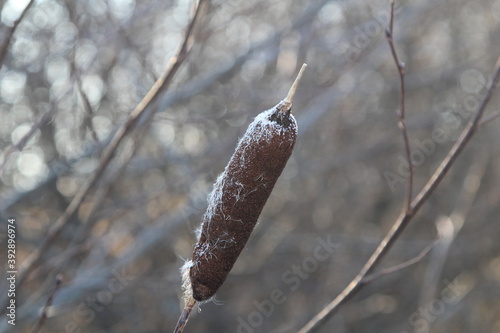 inflorescence-cattail cob, powdered with the first snow. The plant is ready to scatter seeds, richly surrounded by down
