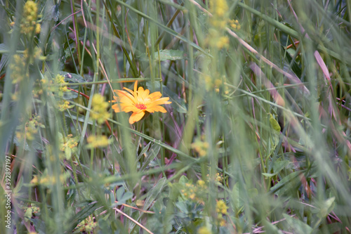 Yellow flower in the grass 