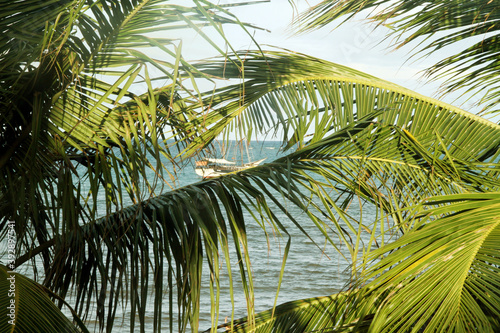 Coconut tree  Praia Pirangi do Sul  Parnamirim  Nisia Floresta   Rio Grande do Norte  Brazil