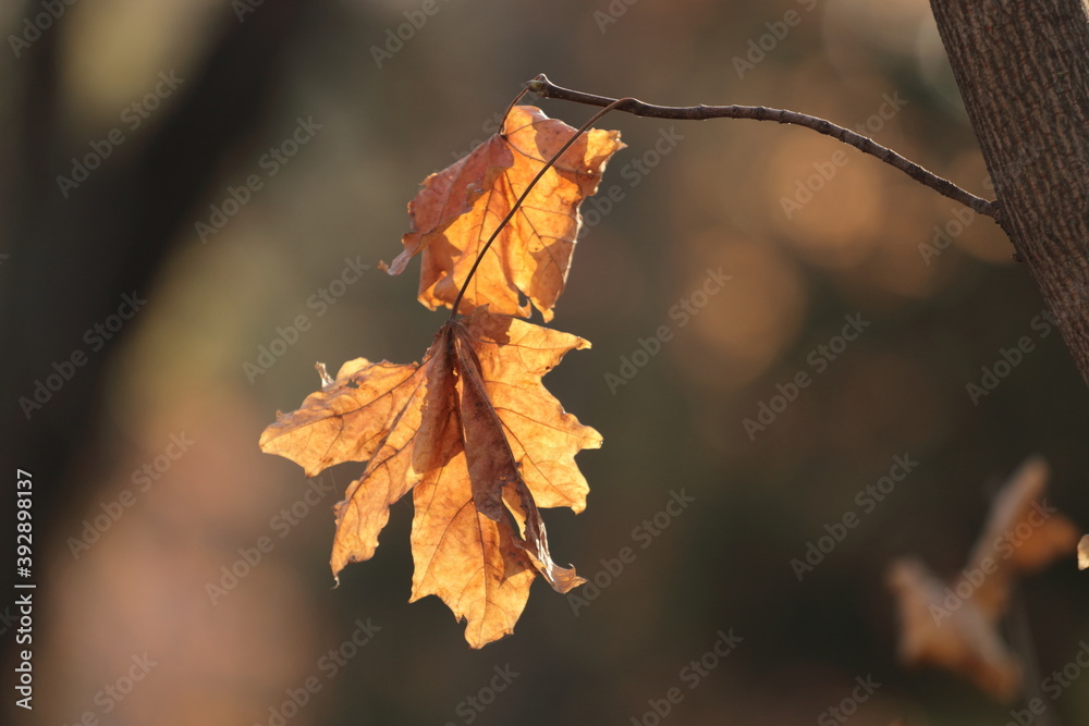 autumn leaves in the sun autumn leaves in the sun