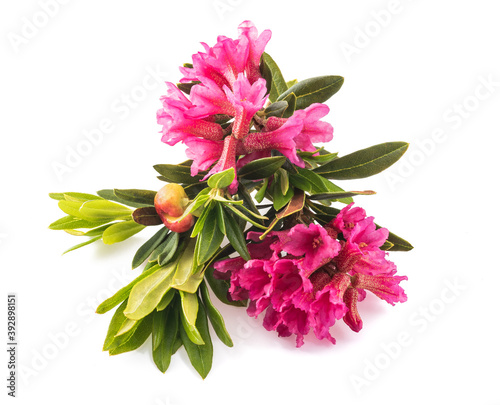 Rhododendron ferrugineum