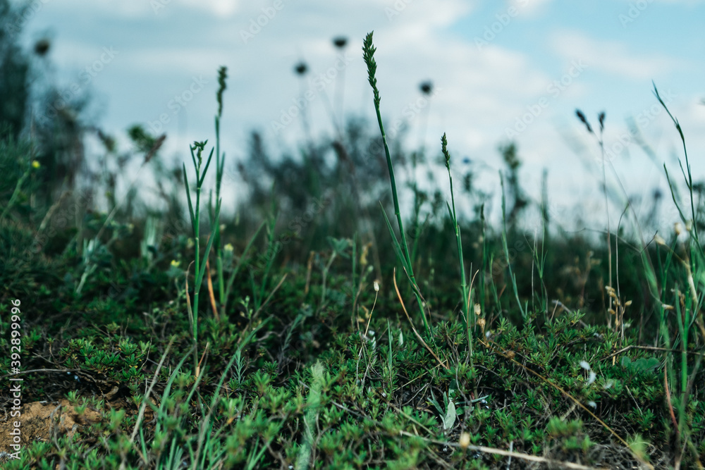 grass and sky grass and sky