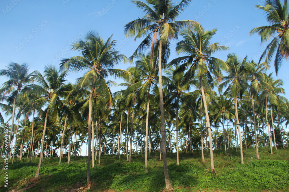 Coconut field, Rio Grande do Norte, Brazil Coconut field, Rio Grande do Norte, Brazil