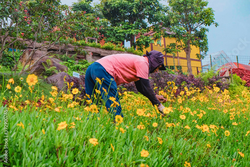 gardener doing his jobs in the beautiful flowers field © Lordgarn