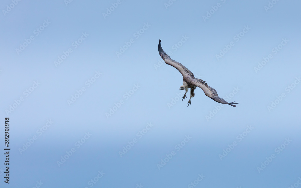 GRIFFON VULTURE - BUITRE LEONADO (Gyps fulvus), Liendo, Liendo Valley, MONTAÑA ORIENTAL COSTERA, Cantabrian Sea, Cantabria, Spain, Europe GRIFFON VULTURE - BUITRE LEONADO (Gyps fulvus), Liendo, Liendo Valley, MONTAÑA ORIENTAL COSTERA, Cantabrian Sea, Cantabria, Spain, Europe