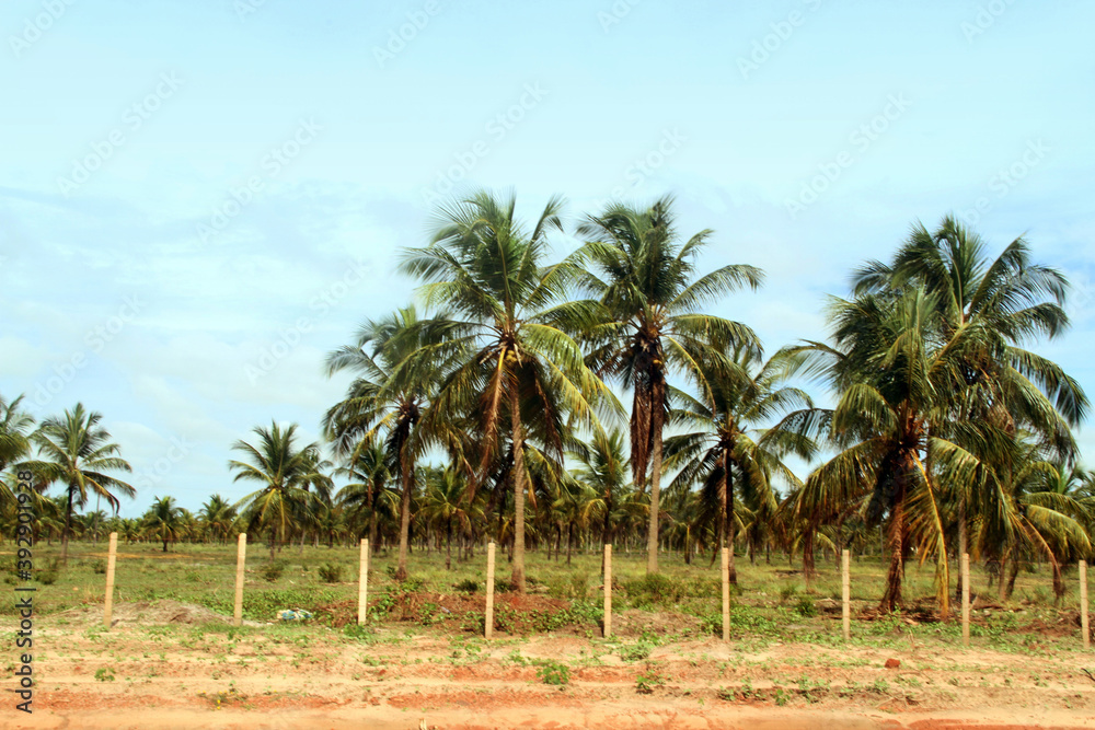 Coconut field, Rio Grande do Norte, Brazil