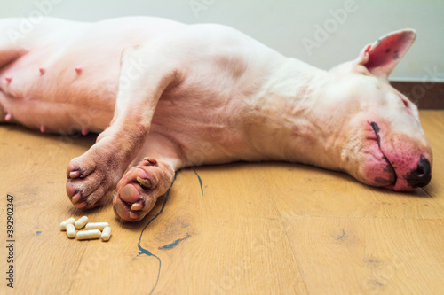 Obraz na plátne Sick or poisoned english bull terrier dog laying on floor.