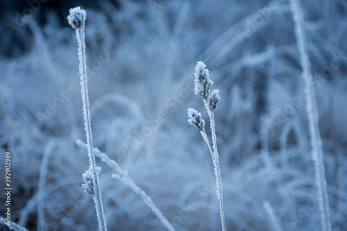 grass in the snow © Наталия Стогова