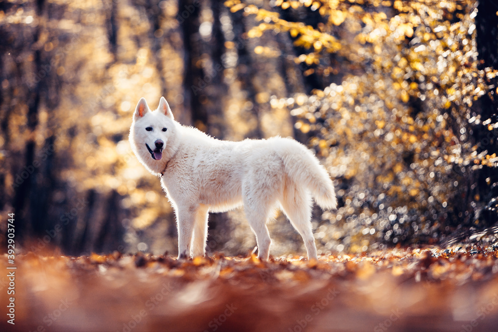 Husky Husky