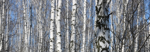 Young birches with black and white birch bark in spring in birch grove against background of other birches