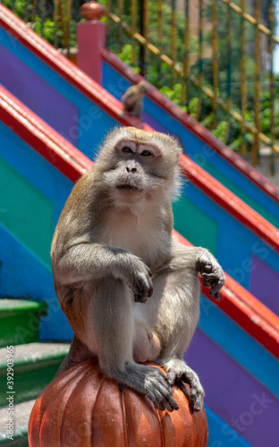 Portrait of charming wild monkey on staircase in Kuala Lumpur, Malaysia. Monkeys pester tourists and beg for food. The genitals of a male monkey are visible © Вера Тихонова