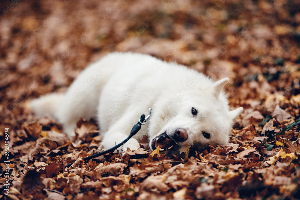 Fototapeta premium Husky