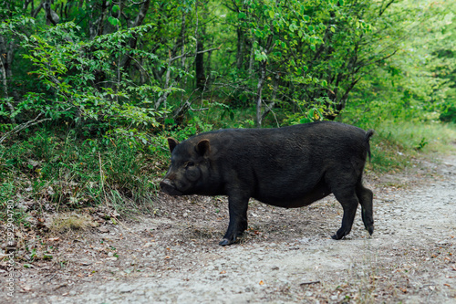 young wild boar pig looking for food in the woods