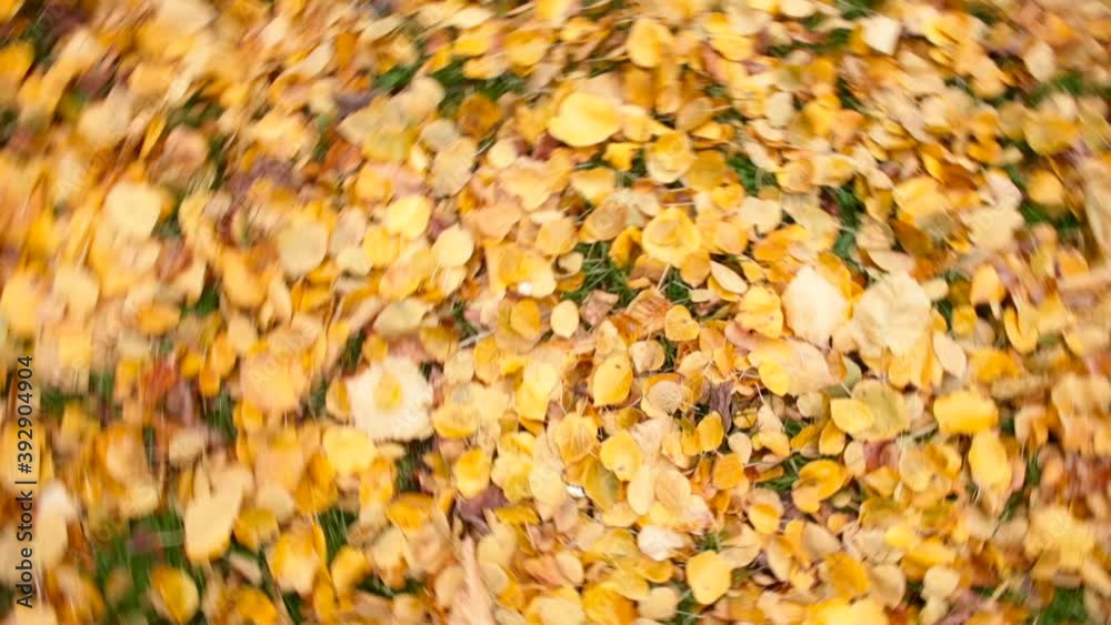 Circular movement of yellow autumn leaves. Seasonal manifestation of trees, formation of waste on the ground in natural conditions. Circular movement of yellow autumn leaves. Seasonal manifestation of trees, formation of waste on the ground in natural conditions.