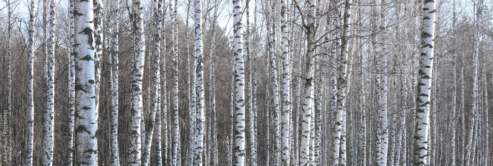 Fototapeta premium Young birches with black and white birch bark in spring in birch grove against background of other birches