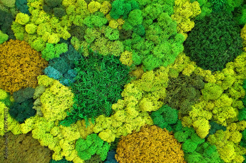 Photography multicolored stabilized moss for ecological interior design close up