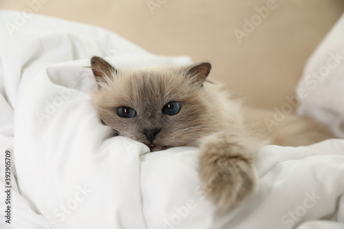 Adorable Birman cat under blanket at home © New Africa