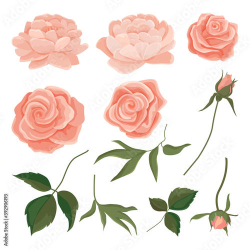 Vector illustration set of buds of gently pink roses and peonies, leaves, branches. Roses for bouquets and invitation cards