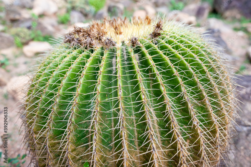 close up of cactus close up of cactus