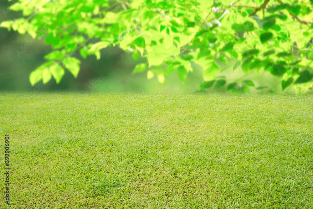 green grass and sun background.