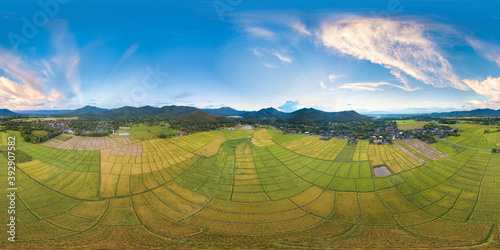 VR360 Aerial View Above Rural Rice Fields (Full Virtual Reality 360 Degree Panorama Seamless)