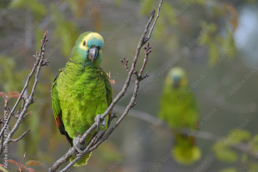 turquoise-fronted amazon (Amazona aestiva) in the wild turquoise-fronted amazon (Amazona aestiva) in the wild