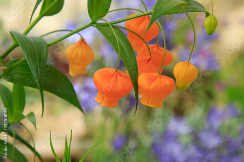 Chinese Lantern Lily with Hanging Thimble-sized Deep Orange Bell Flowers on Thin Stalks. photo