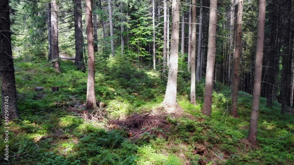 Forest with tall pine trees and green nature, glowing sun Forest with tall pine trees and green nature, glowing sun