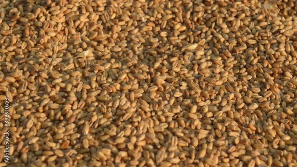 Seamless wheat grain texture pattern in morning sunlight. Natural dry raw organic food grain. Top view background. Dried breakfast cereal Macro shot. Closeup. Agriculture harvest concept. Seamless wheat grain texture pattern in morning sunlight. Natural dry raw organic food grain. Top view background. Dried breakfast cereal Macro shot. Closeup. Agriculture harvest concept.