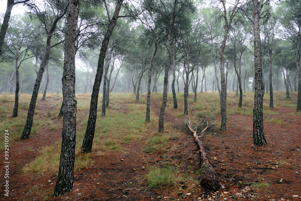 Fototapeta premium A forest on a cloudy autumn day