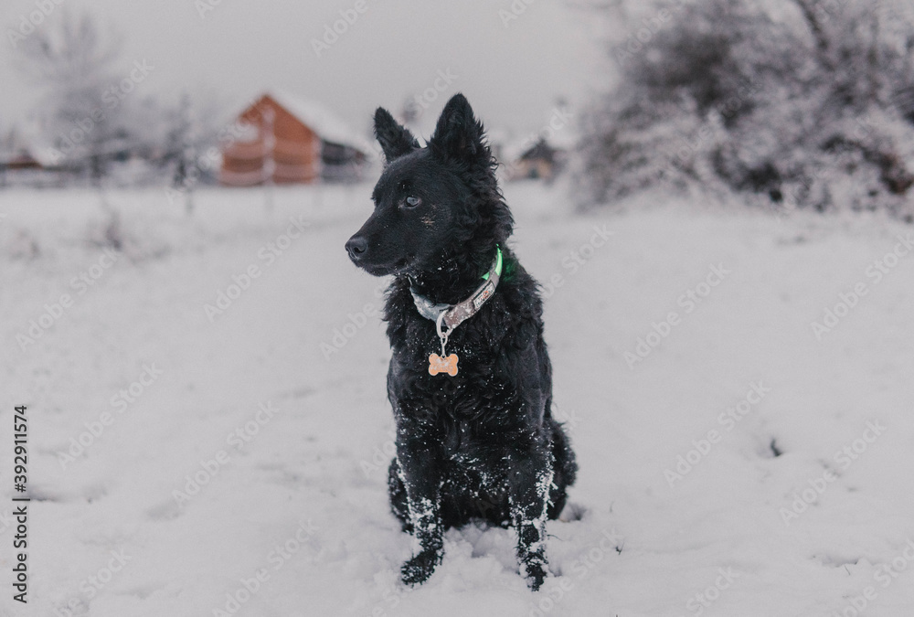 Naklejka premium black dog in snow