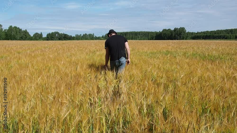 a farmer walks through a field of yellowing barley. the view from the back. the hand moves over the ears. a farmer walks through a field of yellowing barley. the view from the back. the hand moves over the ears.