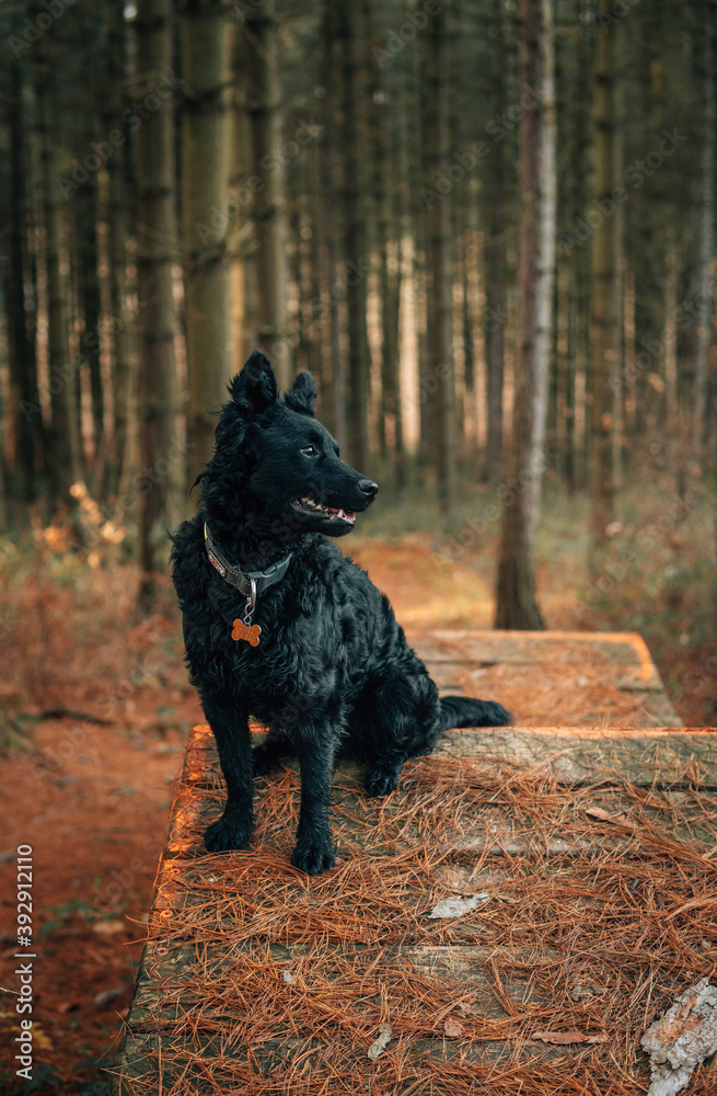 black dog in the park