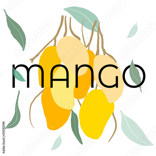 Branch of freshy raw yellow mangos with green leaves aside and text mango on white background. Colorful flat vector illustration of tropical fruits