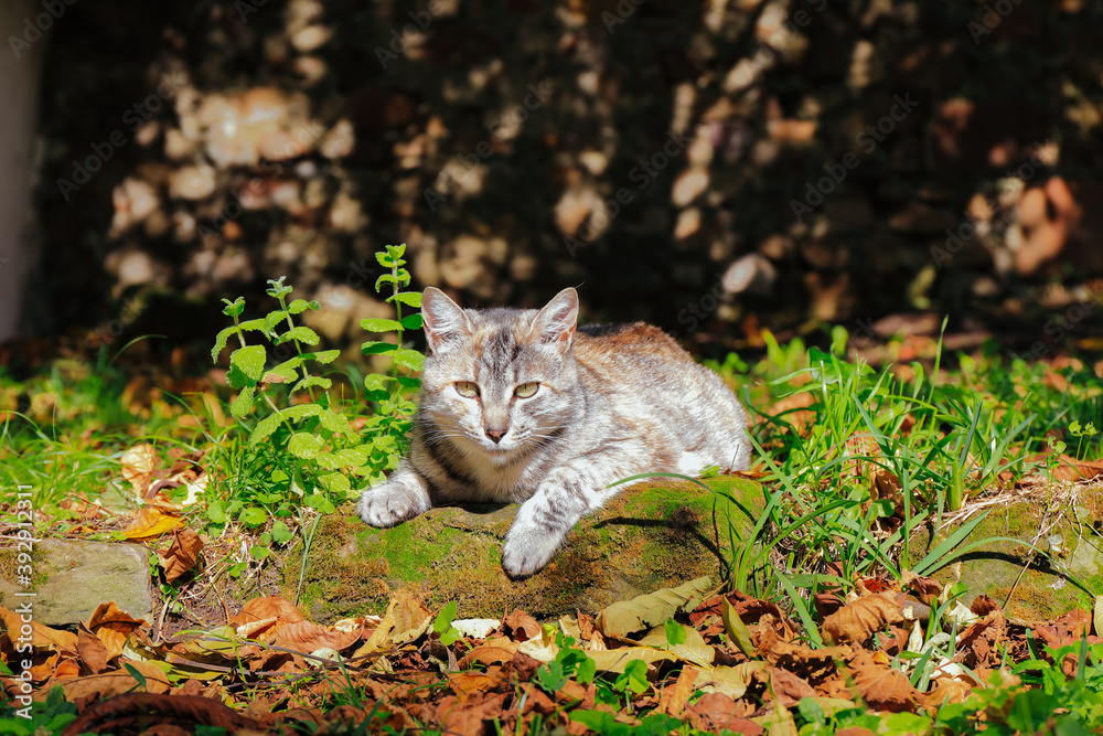 Front view of grey cat lying outdoors in the garden on a sunny autumn day