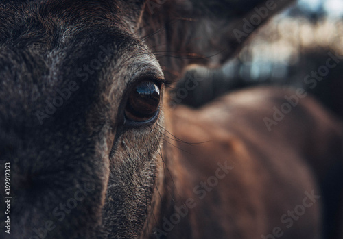 Fototapeta Naklejka Na Ścianę i Meble -  eye of a deer