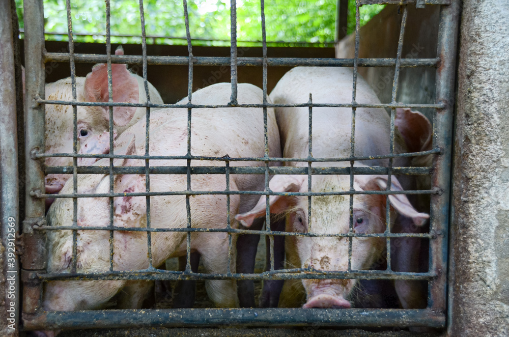 Three pigs on a cage in a farm. Meat industry. Animals rights and environment concept. Three pigs on a cage in a farm. Meat industry. Animals rights and environment concept.