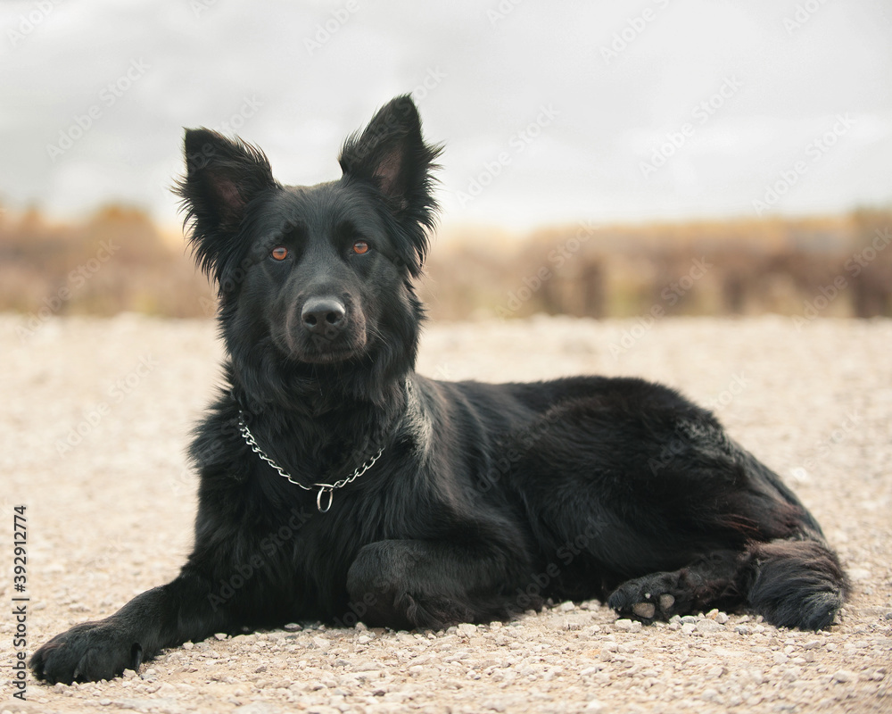 black shiny dog walks in nature black shiny dog walks in nature