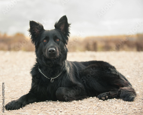 Obraz na plátně black shiny dog walks in nature