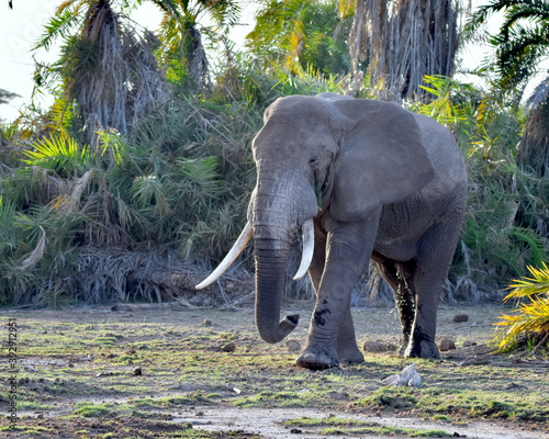 Big bull elephant in musth walking out of a stand of palms  in Amboseli National Park  Kenya. 