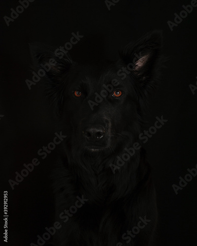 black shiny dog walks in nature © Кира Чиликина