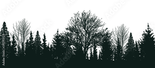 Isolated silhouettes of trees. Young forest. White background