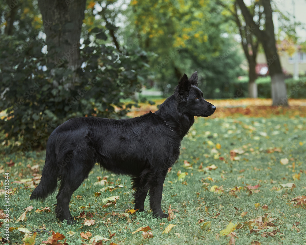 black shiny dog walks in nature black shiny dog walks in nature