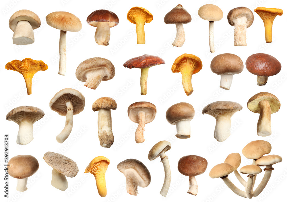 Set of different fresh mushrooms on white background Set of different fresh mushrooms on white background