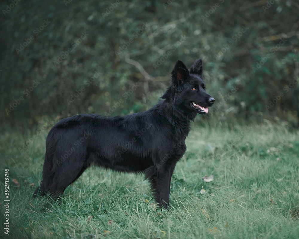 black shiny dog walks in nature black shiny dog walks in nature